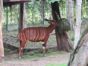 ZOO Zlín-Lešná: Cesta kolem světa za jediný den - 893834 - 