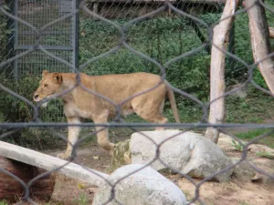 ZOO Zlín-Lešná: Cesta kolem světa za jediný den - 893835 - 