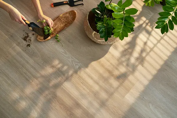 Osoba přesazuje rostlinu na dřevěné podlaze s dalšími zelenými rostlinami.