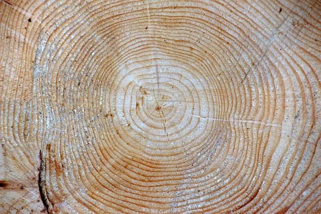 Wood grain cross-section